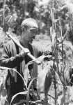 Chủ tịch Hồ Chí Minh kêu gọi đồng bào và chiến sĩ thực hiện khẩu hiệu: “Thực túc binh cường”, và hằng ngày Người dành thời gian tăng gia sản xuất (Ảnh: Tư liệu)